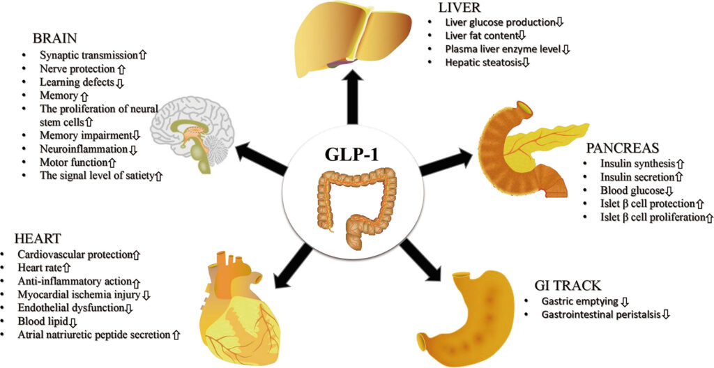 GLP-1 Image GLP-1RAs have direct and indirect effects on a diverse group of tissues and cell types, increasing or decreasing their activity. Originally published in Frontiers in Endocrinology, Zhao et al., 2021